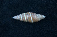 藏品(黑筆螺)的圖片